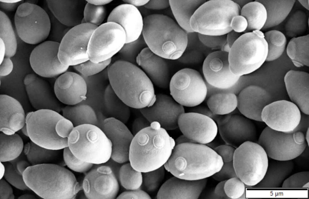 Beta-1,3 / 1,6-glucan is found in the cell wall of normal baking yeast. The picture shows greatly enlarged yeast cells. There are also beta-glucans in many other fungi and plants, but these are other types of beta-glucan with different biological effects. Beta-1,3 / 1,6-glucan is found in the cell wall of normal baking yeast. The picture shows greatly enlarged yeast cells. There are also beta-glucans in many other fungi and plants, but these are other types of beta-glucan with different biological effects.