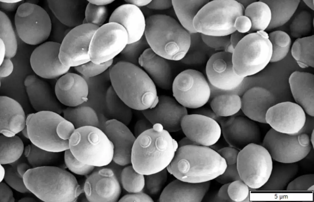 Beta-1,3 / 1,6-glucan is found in the cell wall of normal baking yeast. The picture shows greatly enlarged yeast cells. There are also beta-glucans in many other fungi and plants, but these are other types of beta-glucan with different biological effects.