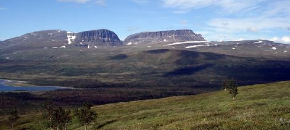 No invasion of trees to the Arctic
