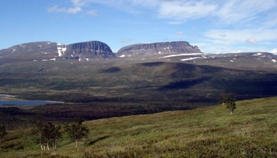 In some areas the tree line is moving south, not north as climate researchers have predicted. (Photo: Sigrun Aune)