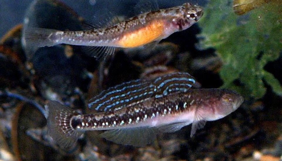 The goby girl goes from shy to desperate in only a few months. (Copyright National Academy of Sciences, Photo: Elisabet Forsgren)