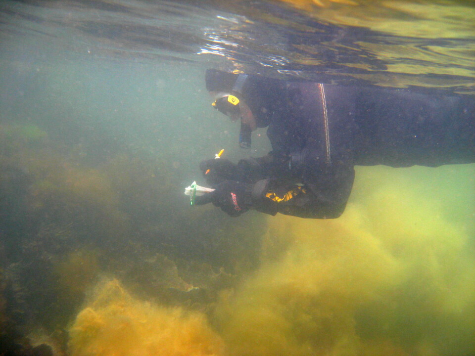 Research in action. Elisabeth Forsgren notes down her observations. (Photo: Trond Amundsen)