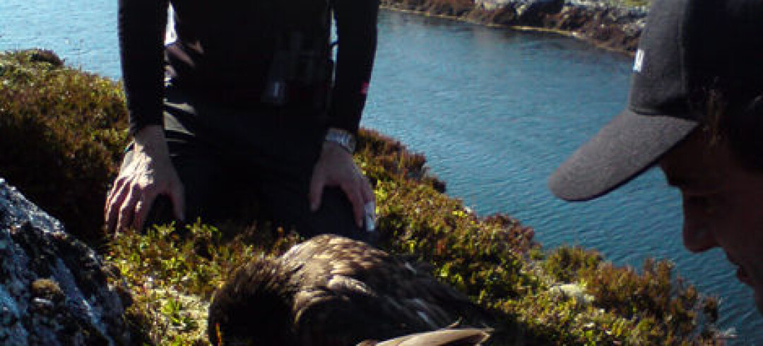 Norwegian sea eagles nest in Ireland