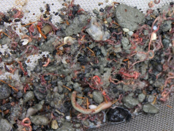 The capitellid worm Heteromastus filiformis, scooped up in a soft bottom sample in the Goliat Oil Field in the Barents Sea. The red colour is from its ample levels of haemoglobin, which are necessary to survive in the oxygen-poor muds of the craters. (Photo: Akvaplan-NIVA) The capitellid worm Heteromastus filiformis, scooped up in a soft bottom sample in the Goliat Oil Field in the Barents Sea. The red colour is from its ample levels of haemoglobin, which are necessary to survive in the oxygen-poor muds of the craters. (Photo: Akvaplan-NIVA)