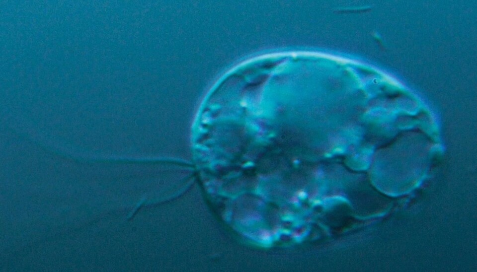 Genetic analyses of a micro-organism that lives in the sludge of a lake in Ås, 30 km south of Oslo i Norway, are providing researchers with an insight into what the first life on Earth looked like. (Photo: UiO/MERG)