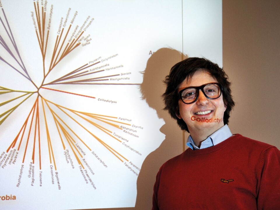 The primordial animal from Ås, 30 km south of Oslo, does not fit on any of the main branches of the tree of life. Kamran Shalchian-Tabrizi had to create a new main branch. It is called Collodictyon. (Photo: Yngve Vogt)