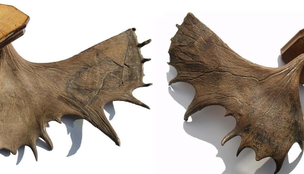 The elk antlers found in Søndre Land in Oppland County are 10,300 years old. (Photo: Finn Audun Grøndahl) The elk antlers found in Søndre Land in Oppland County are 10,300 years old. (Photo: Finn Audun Grøndahl)