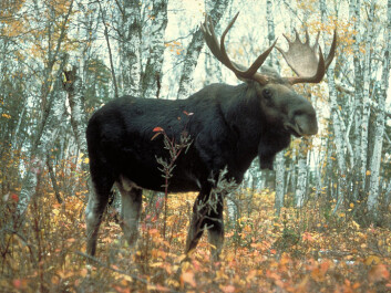 Right after the Ice Age the “King of the Forest”, as elk are dubbed in Scandinavia, were larger than now, even though their ancestors today are still pretty impressive. (Photo: USDA Forest Service/Wikimedia Creative Commons) Right after the Ice Age the “King of the Forest”, as elk are dubbed in Scandinavia, were larger than now, even though their ancestors today are still pretty impressive. (Photo: USDA Forest Service/Wikimedia Creative Commons)