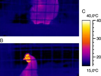 Above: A hen photographed immediately after expectations of a mealworm treat have been triggered by a blinking red light. The comb is dark and cold because surface blood is drawn inwards to heat the bird’s body.
Below: Heat runs out through the comb a few seconds later after the emotional fever has heated the hen.
The photos are from the journal Physiology & Behavior, see link below. (Photos: Andreas Flø, Solveig Stubsjøen and Randi Oppermann Moe Above: A hen photographed immediately after expectations of a mealworm treat have been triggered by a blinking red light. The comb is dark and cold because surface blood is drawn inwards to heat the bird’s body.
Below: Heat runs out through the comb a few seconds later after the emotional fever has heated the hen.
The photos are from the journal Physiology & Behavior, see link below. (Photos: Andreas Flø, Solveig Stubsjøen and Randi Oppermann Moe