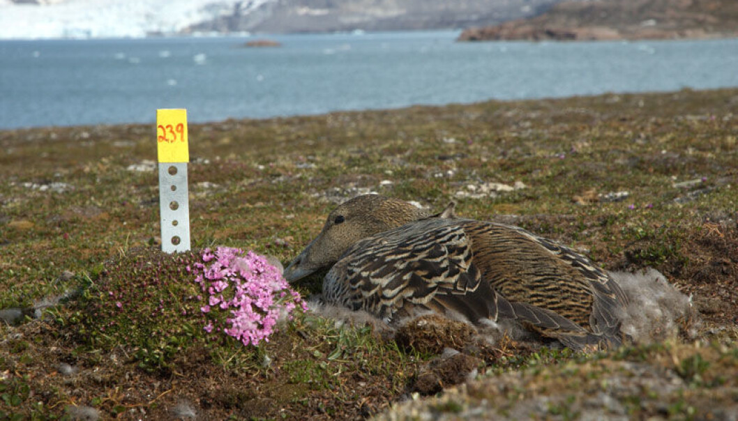 A female eider nesting at Kongsfjorden on Svalbard. (Photo: Sveinn Are Hanssen) A female eider nesting at Kongsfjorden on Svalbard. (Photo: Sveinn Are Hanssen)