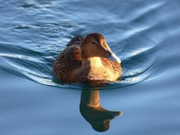 An “Ea” swimming. Right now she has to fatten up prior to her fast during the nesting season. (Photo: Trond Johnsen) An “Ea” swimming. Right now she has to fatten up prior to her fast during the nesting season. (Photo: Trond Johnsen)