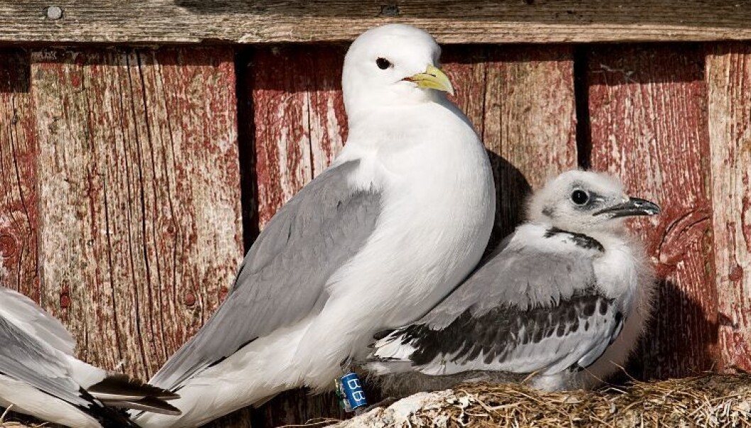 A black-legged kittiwake and two chicks on the cliff face overlooking the gas plant at Melkøya. (Photo: Geir Helge Systad / NINA) A black-legged kittiwake and two chicks on the cliff face overlooking the gas plant at Melkøya. (Photo: Geir Helge Systad / NINA)