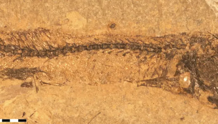 Colour secrets revealed in fossilised fish-eye