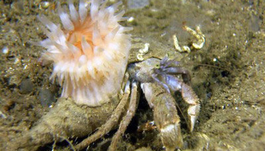A subsea observatory can provide new knowledge about ocean life, which can be full of surprises. (Photo: MAREANO/Marine Research Institute) A subsea observatory can provide new knowledge about ocean life, which can be full of surprises. (Photo: MAREANO/Marine Research Institute)