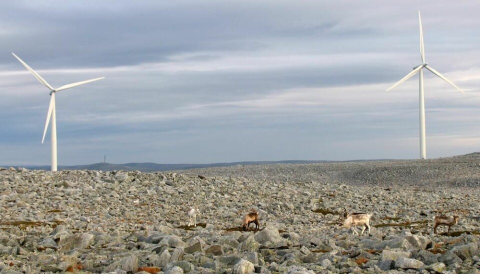 Reindeer are not frightened by windmills on Dyfjord peninsula in Finnmark, according to new research. (Photo: Jonathan Colman)