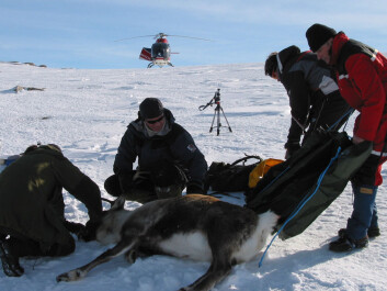 On Nordkinnhalvøya, researchers mapped reindeer with binoculars, but it can also be appropriate to use GPS marking. This photo shows a reindeer equipped with GPS units. (Photo: Jonathan Colman) On Nordkinnhalvøya, researchers mapped reindeer with binoculars, but it can also be appropriate to use GPS marking. This photo shows a reindeer equipped with GPS units. (Photo: Jonathan Colman)