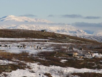 Reindeer live in tough conditions. (Photo: Jonathan Colman) Reindeer live in tough conditions. (Photo: Jonathan Colman)
