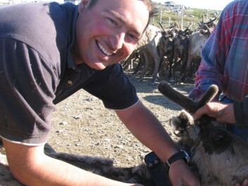 Jonathan Colman attaches GPS units to reindeer. (Photo: Jonathan Colman) Jonathan Colman attaches GPS units to reindeer. (Photo: Jonathan Colman)