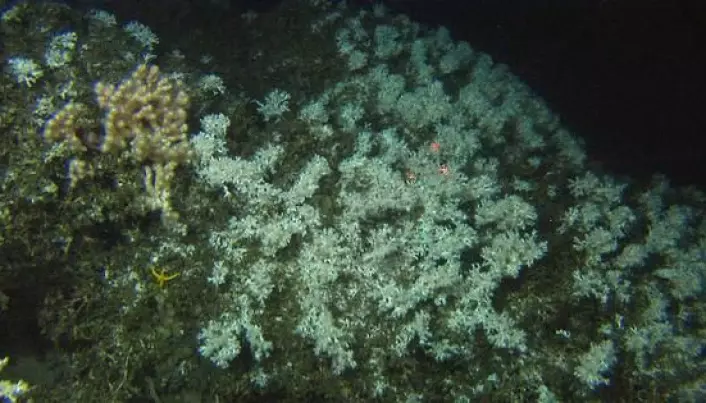 Discovered three new coral reefs off the coast of mid-Norway