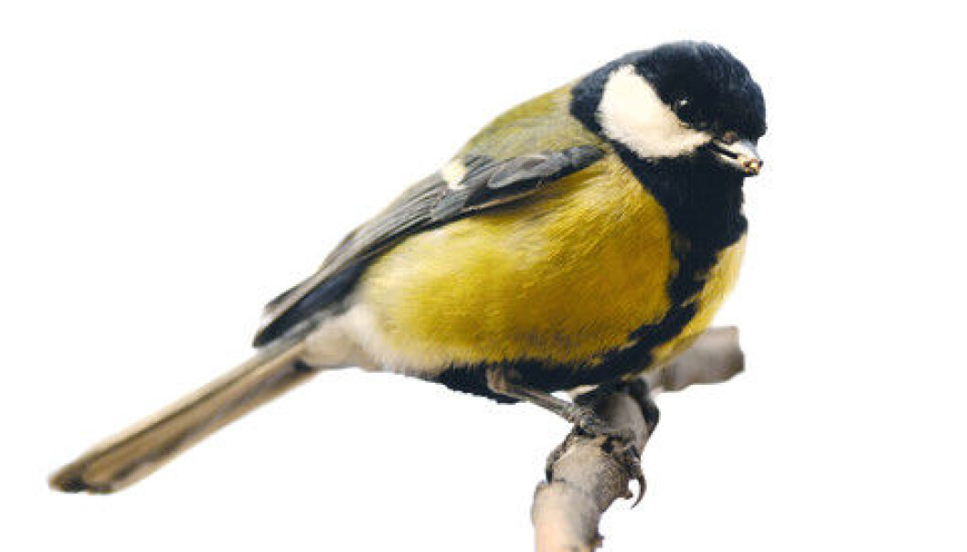 Songbirds have ferrari sperm. Here the Great Tit (Parus major) which is found all over Norway (Photo: Colourbox) Songbirds have ferrari sperm. Here the Great Tit (Parus major) which is found all over Norway (Photo: Colourbox)