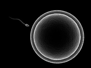 Sperm and egg in the human version. (Photo: Colourbox) Sperm and egg in the human version. (Photo: Colourbox)