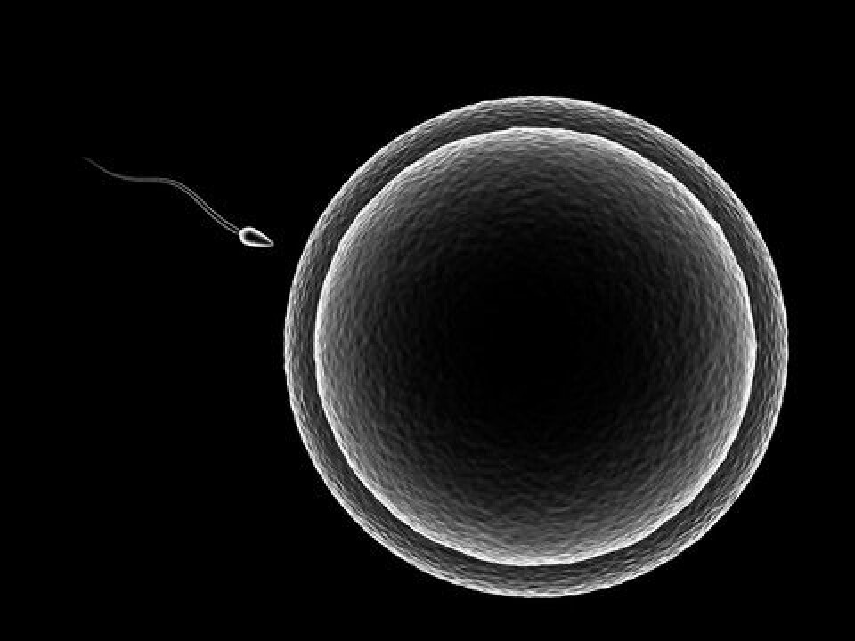 Sperm and egg in the human version. (Photo: Colourbox)
