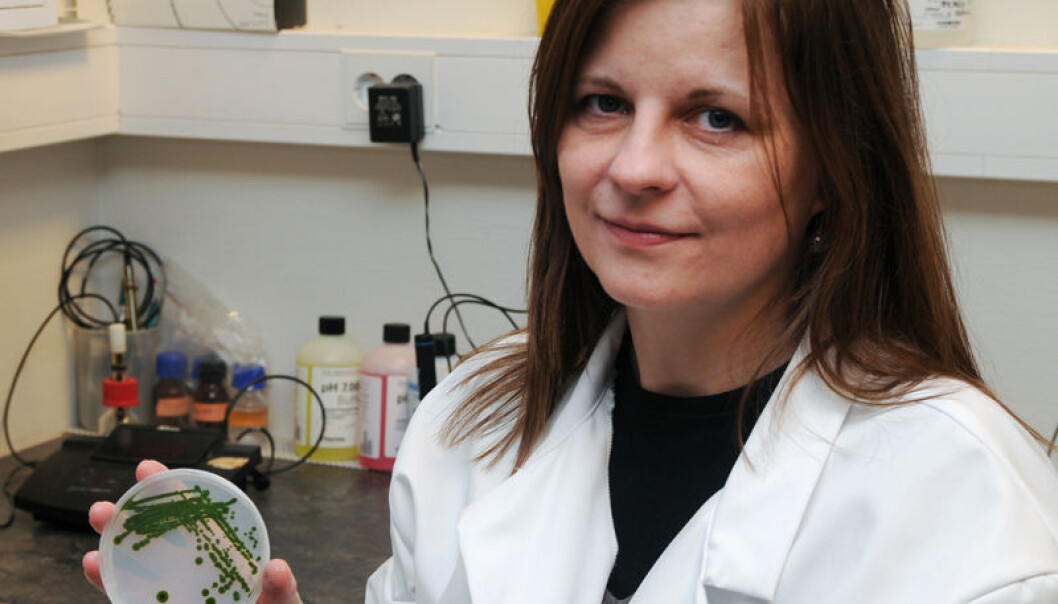 Kari Skjånes (Photo: Bioforsk) Kari Skjånes (Photo: Bioforsk)