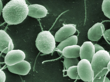 Chlamydomonas algae (Photo: Dartmouth Electron Microscope Facility, Dartmouth College) Chlamydomonas algae (Photo: Dartmouth Electron Microscope Facility, Dartmouth College)