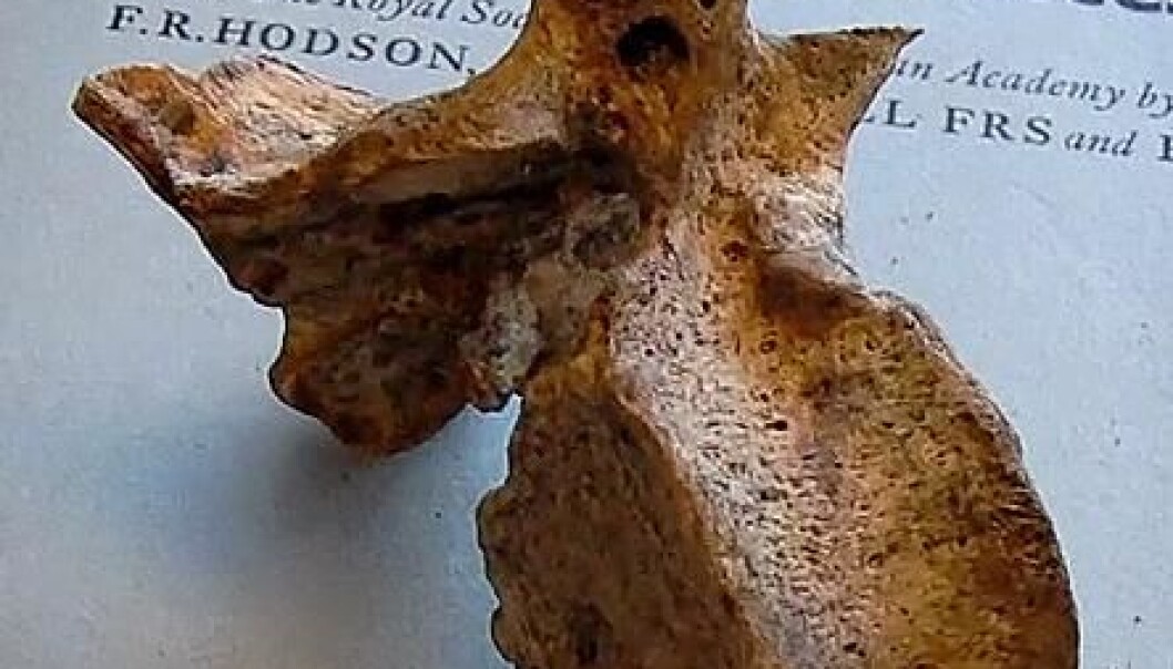 The perplexing vertebra. Note the square hole on the upper part. (Photo: Per Byhring) The perplexing vertebra. Note the square hole on the upper part. (Photo: Per Byhring)