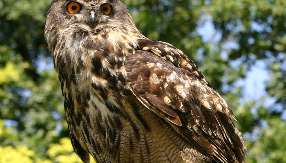 Half of the owls examined in the study had traces of rat poision in their liver. (Photo: Wikimedia Commons)