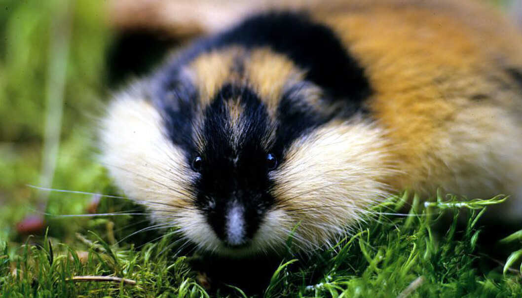 The lemming has a potentially high rate of reproduction; the animals can become sexually mature at only three weeks old, and a female can have three to five litters during the course of a summer. (Photo: Fram Centre). The lemming has a potentially high rate of reproduction; the animals can become sexually mature at only three weeks old, and a female can have three to five litters during the course of a summer. (Photo: Fram Centre).