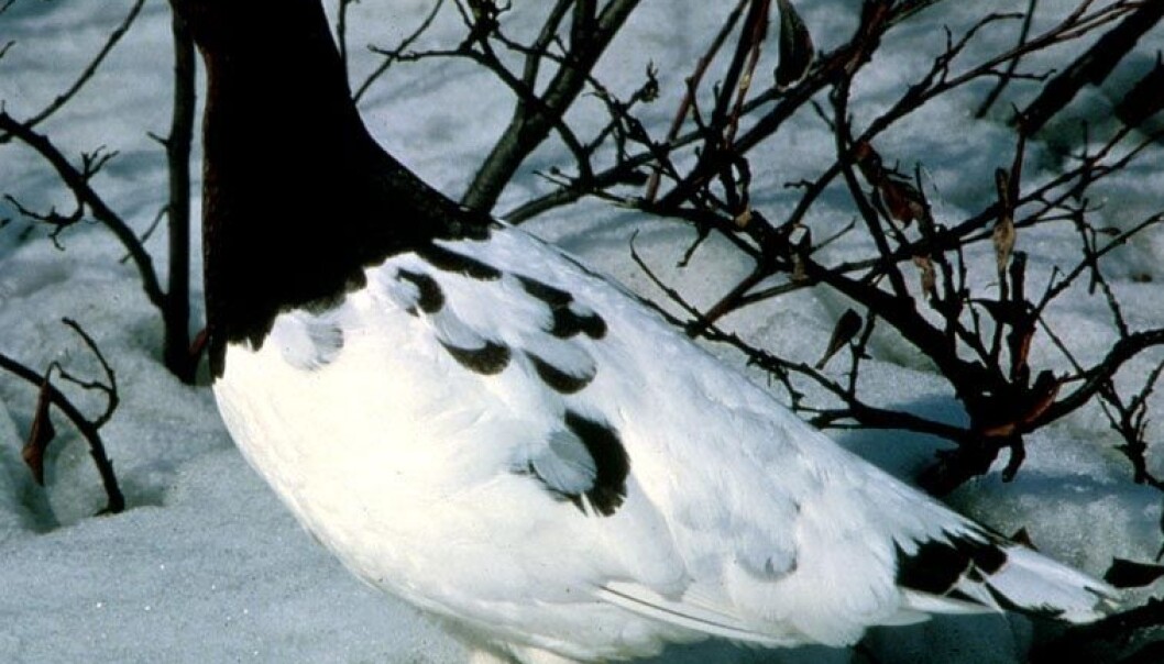 The willow ptarmigan population is declining. (Photo: Wikipedia Commons) The willow ptarmigan population is declining. (Photo: Wikipedia Commons)