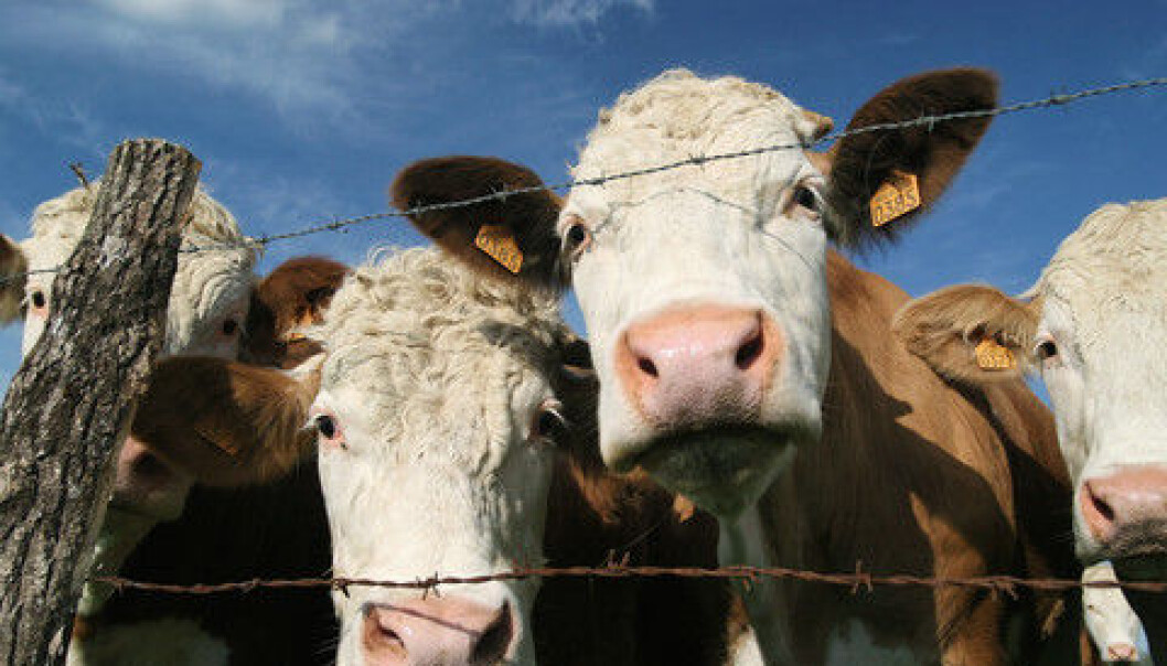 Glad to graze in the outlying fields. (Photo: Colourbox) Glad to graze in the outlying fields. (Photo: Colourbox)
