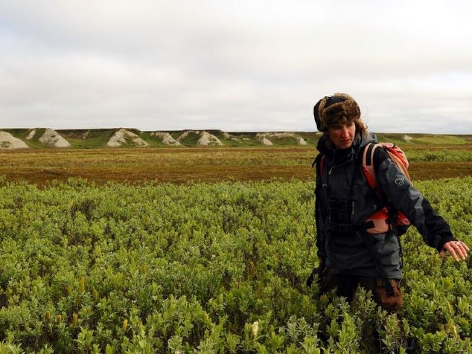 Dorothee Ehrich from the University of Tromsø is counting the red grouses in Russian waters. (Photo: Valeri Belov)