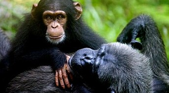 Tooling around with Chimpanzees