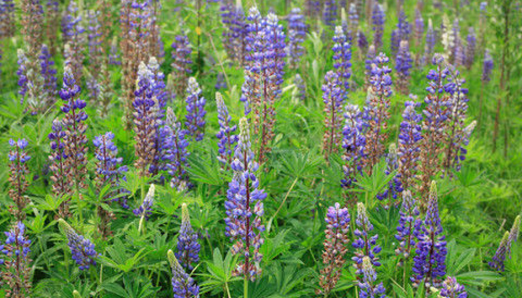 Lupins are examples of so-called “new” and “hidden” allergens. (Photo: Colourbox) Lupins are examples of so-called “new” and “hidden” allergens. (Photo: Colourbox)