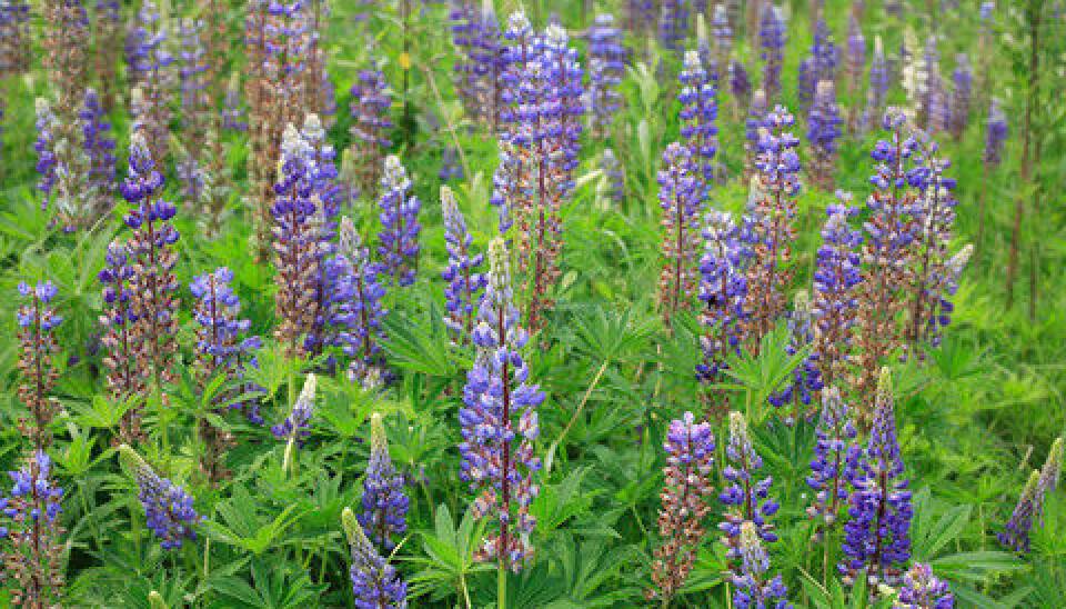 Lupins are examples of so-called “new” and “hidden” allergens. (Photo: Colourbox)