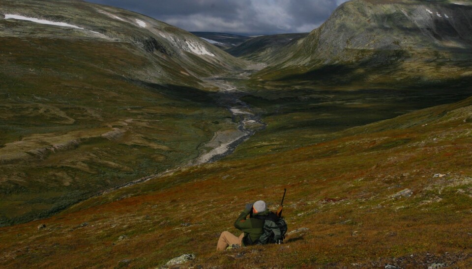 A hunter in nature (Photo: Per Jordhøy/NINA)