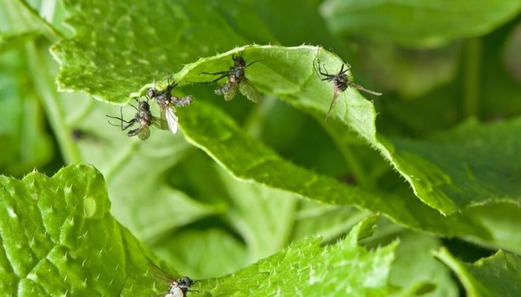 These are flies we'd rather not have in our kitchen gardens. (Photo: Bonsak Hammeraas, Ås newspaper) These are flies we'd rather not have in our kitchen gardens. (Photo: Bonsak Hammeraas, Ås newspaper)