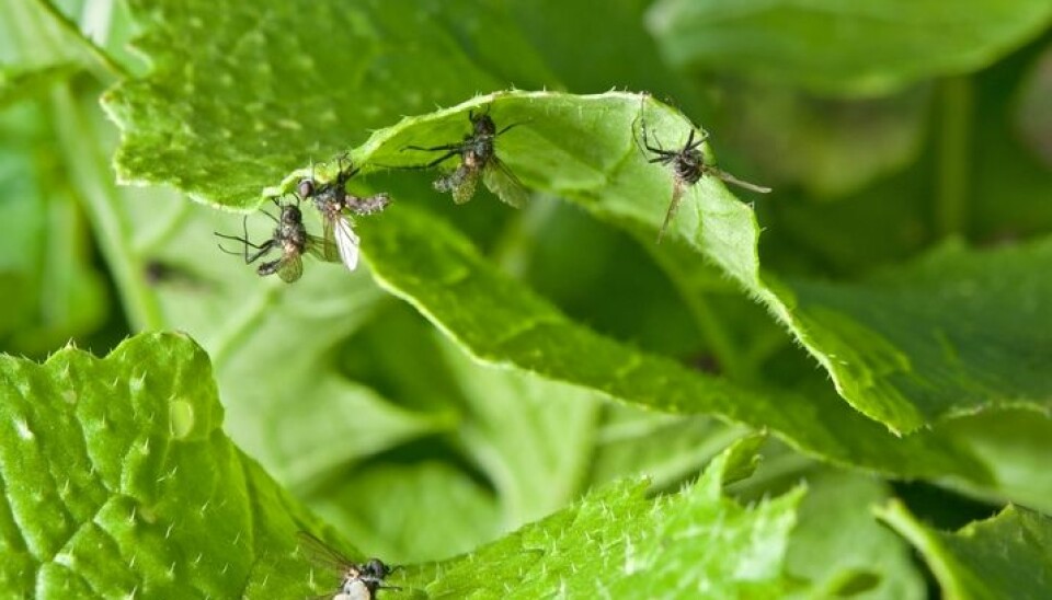 These are flies we'd rather not have in our kitchen gardens. (Photo: Bonsak Hammeraas, Ås newspaper)