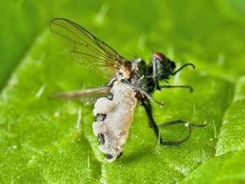 Cabbage root fly which is covered with fungi. (Photo: Bonsak Hammeraas, Ås newspaper) Cabbage root fly which is covered with fungi. (Photo: Bonsak Hammeraas, Ås newspaper)