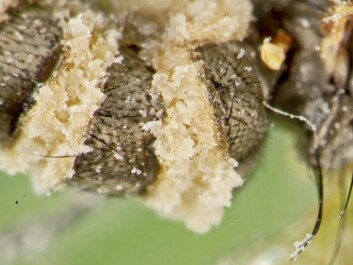 Close-up of a cabbage root fly which is covered with fungi. (Photo: Bonsak Hammeraas, Ås newspaper) Close-up of a cabbage root fly which is covered with fungi. (Photo: Bonsak Hammeraas, Ås newspaper)