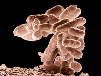 Enlarged E.coli bacteria.(Photo: Agricultural Research Service/ Wikimedia Commons)