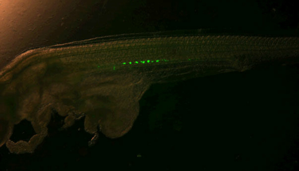 A fish in its tiny larval stage has had its germ cells injected with a fluorescent liquid. This enables scientists to see how they move and mature into reproductive organs. (Foto: Helge Tveiten)