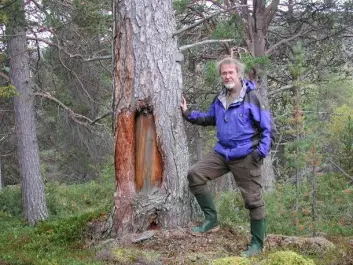 Arve Elvebakk poses next to one of the marked pines at Dividalen. (Photo: UiT)