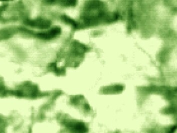 The differential interferogram showing differences in altitude. (Figure: Svein Solberg, Norwegian Forest Research Institute) The differential interferogram showing differences in altitude. (Figure: Svein Solberg, Norwegian Forest Research Institute)