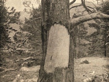 A younger debarking mark photographed in Dividalen around 1912. (Holmgren 1912). (Photo: UiT) A younger debarking mark photographed in Dividalen around 1912. (Holmgren 1912). (Photo: UiT)