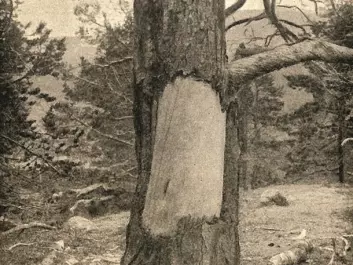 A younger debarking mark photographed in Dividalen around 1912. (Holmgren 1912). (Photo: UiT)