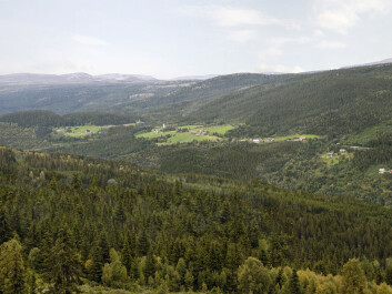 The same area in Gudbrandsdalen would look like this if most of the summer and permanent farms were abandoned. (Photo: Anders Bryn. Graphic manipulation: Jon Skille Amundsen) The same area in Gudbrandsdalen would look like this if most of the summer and permanent farms were abandoned. (Photo: Anders Bryn. Graphic manipulation: Jon Skille Amundsen)