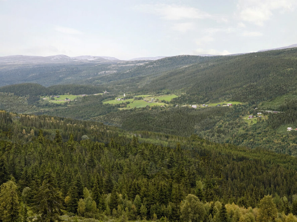 The same area in Gudbrandsdalen would look like this if most of the summer and permanent farms were abandoned. (Photo: Anders Bryn. Graphic manipulation: Jon Skille Amundsen)